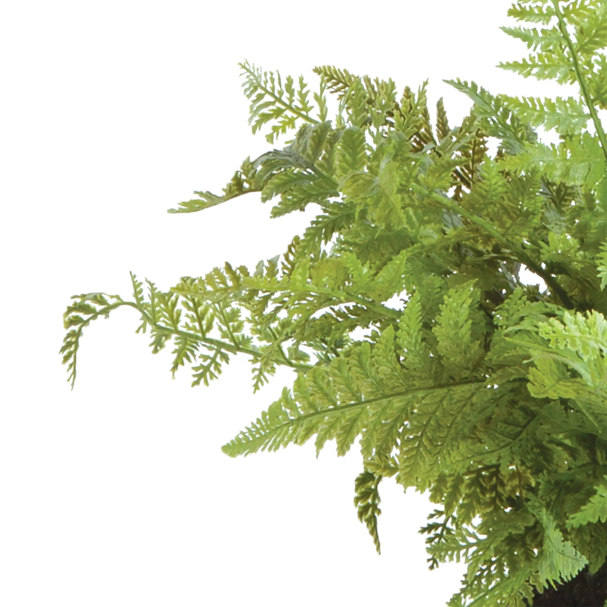 NAPA Home & Garden, SOFT FERN DROP-IN 10.5",DI1205