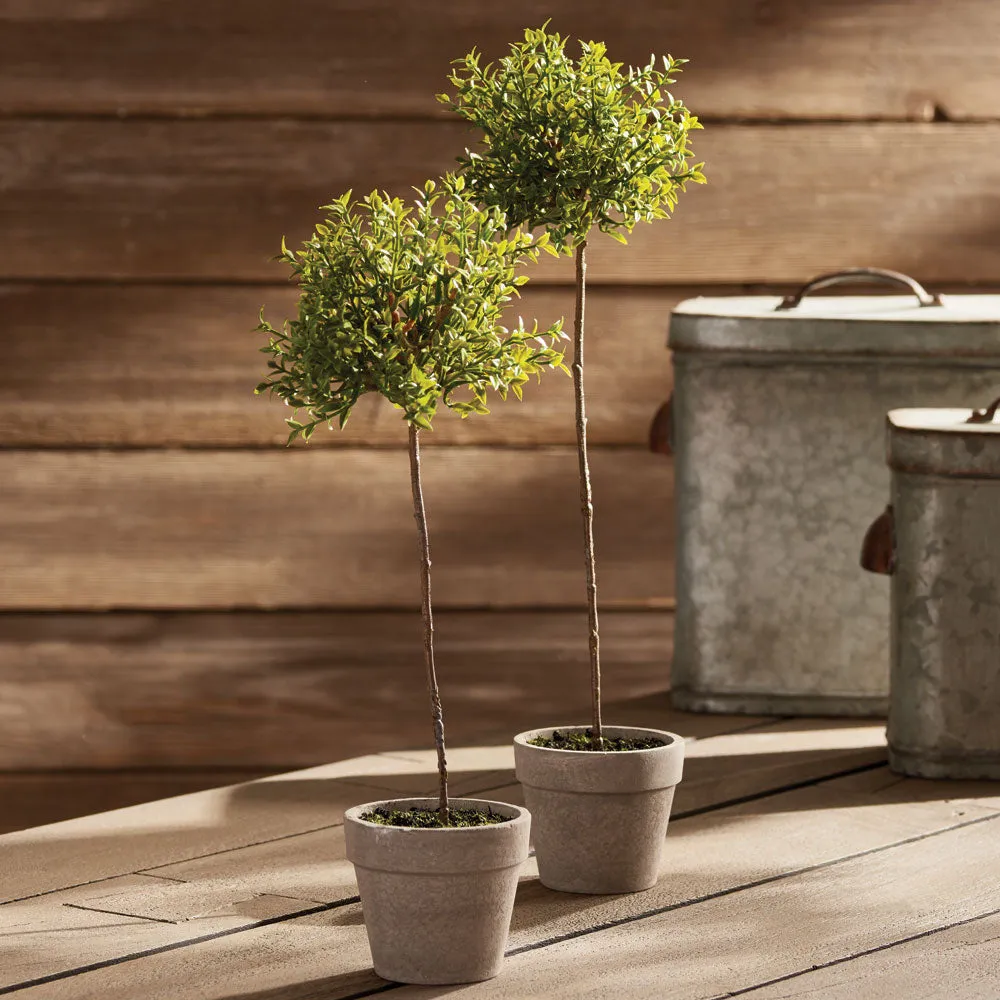 NAPA Home & Garden, THYME TOPIARY 16",GP252