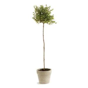 NAPA Home & Garden, THYME TOPIARY 16",GP252