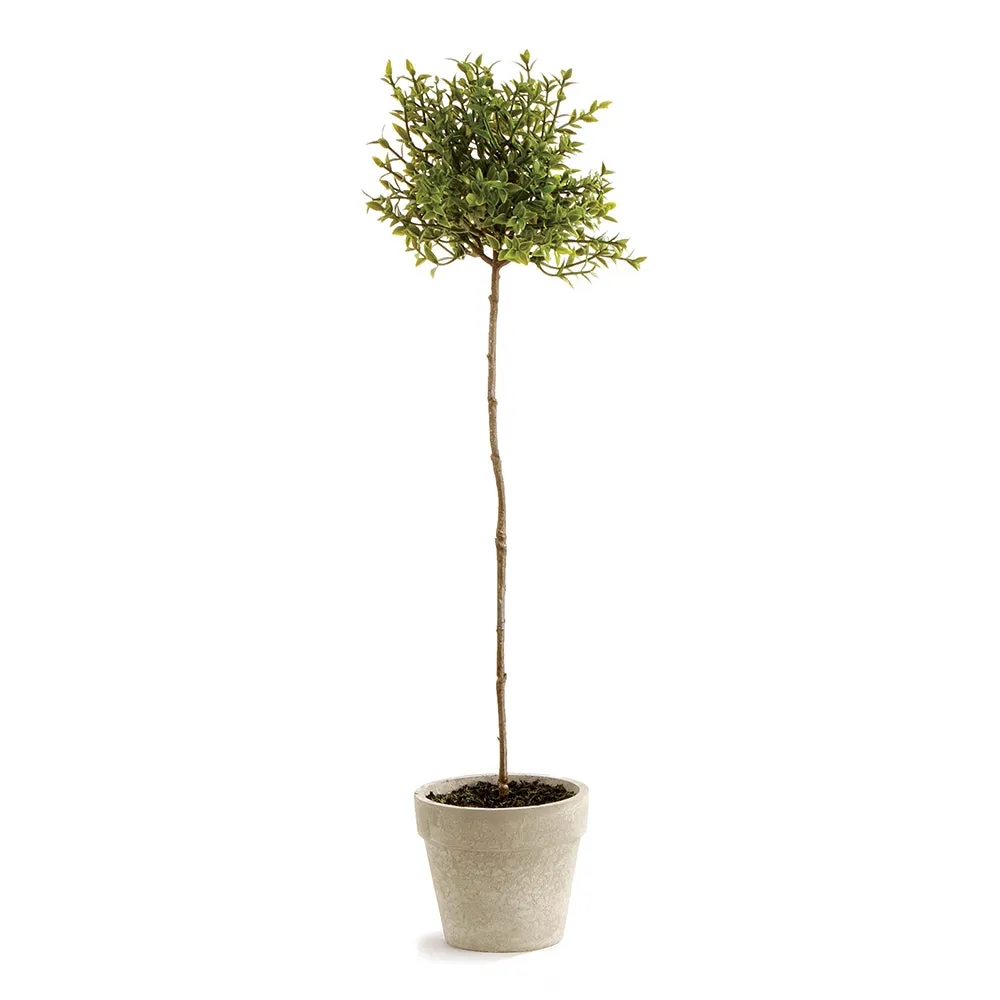 NAPA Home & Garden, THYME TOPIARY 16",GP252