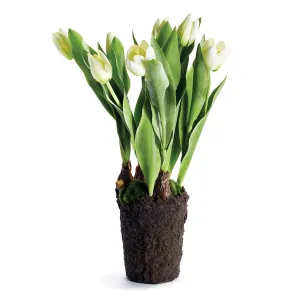 NAPA Home & Garden, TULIP DROP-IN 22",CC325WH