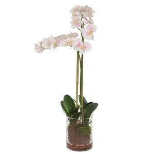Orchid Floral Arrangement in Glass Vase