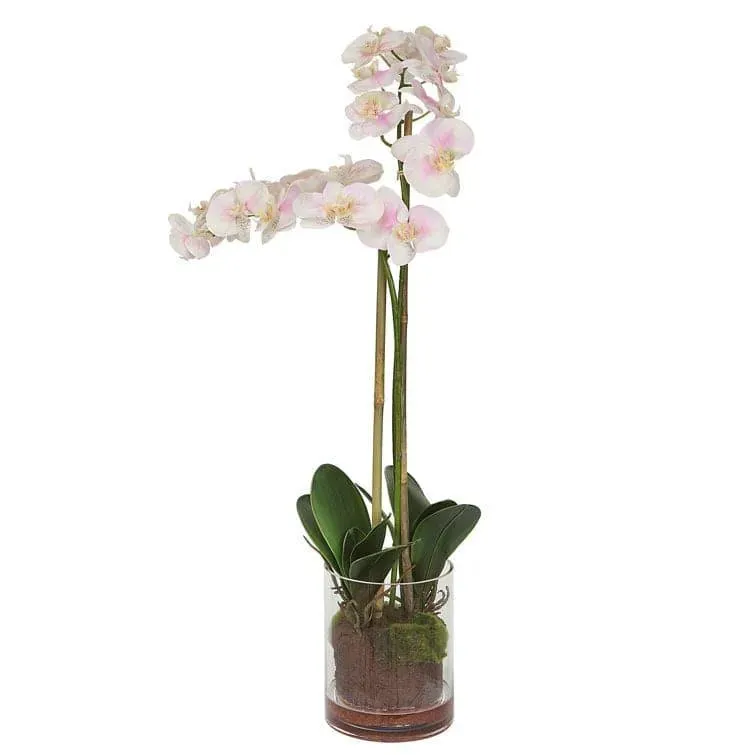 Orchid Floral Arrangement in Glass Vase