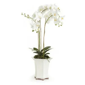 Phalaenopsis Floral Arrangement in Ceramic Pot