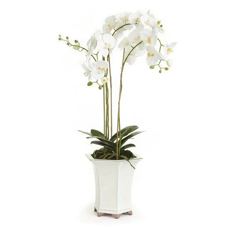 Phalaenopsis Floral Arrangement in Ceramic Pot