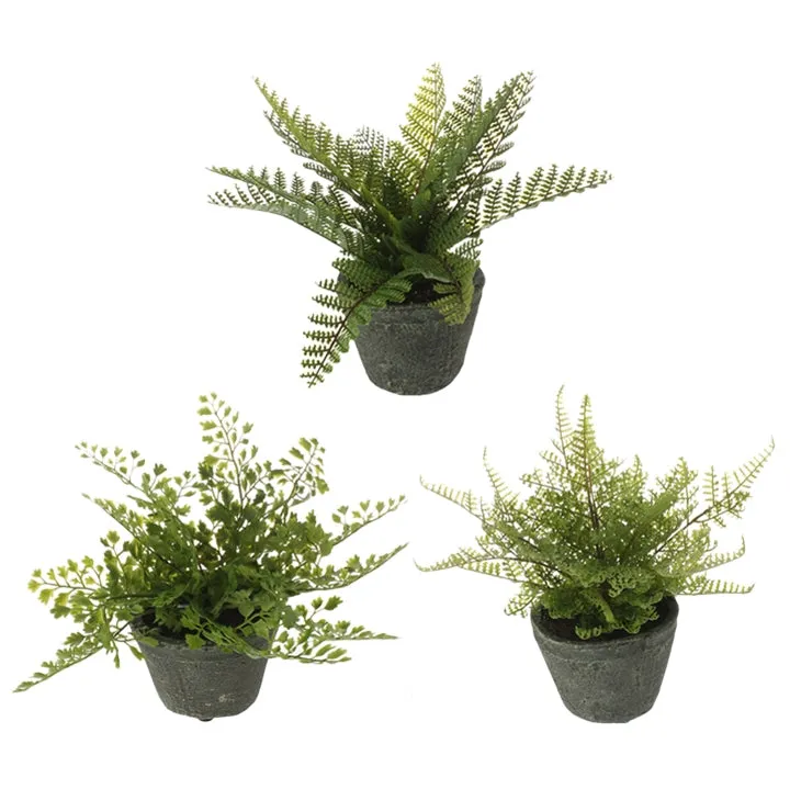 Potted Fern