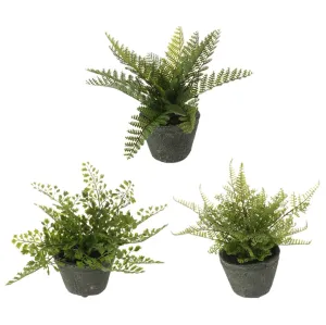 Potted Fern