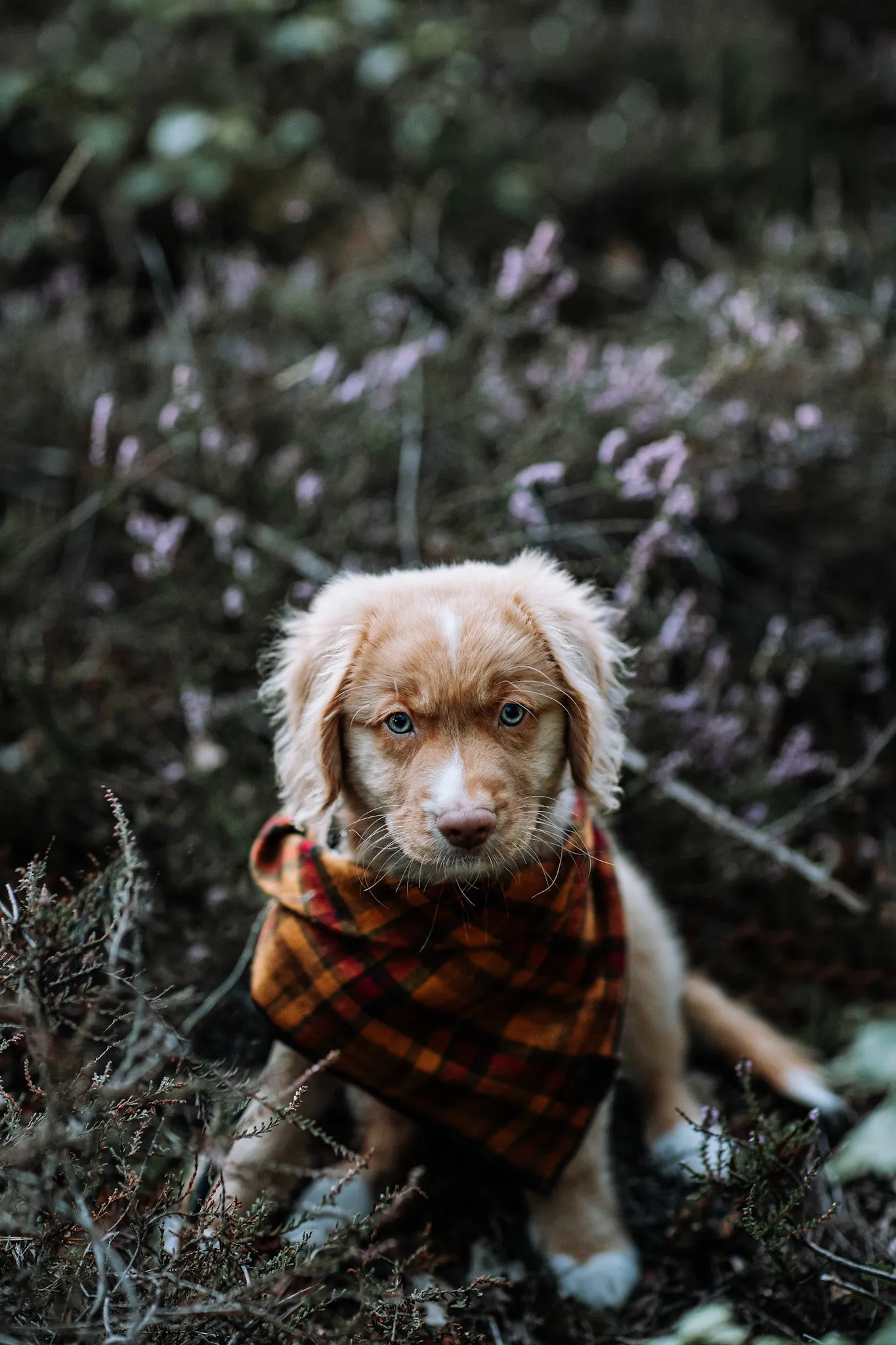 ROUX - Adjustable Dog Bandana