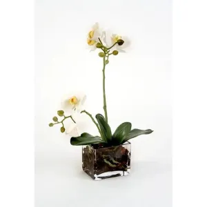 Silk Orchids Floral Arrangement in Glass Cube
