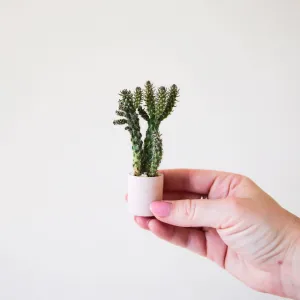 Tiny Pot - Pink